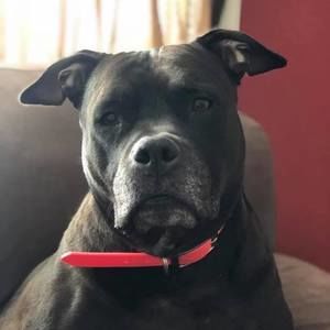 Meet your Posher, Bradley